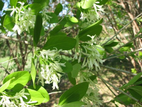 Chinese Fringe Tree (Chionanthus retusa)