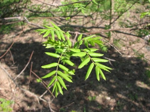 Yellowhorn (Xanthoceras sorbifolium)