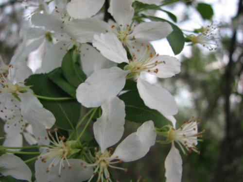 Toringo crabapple (Malus sieboldii)