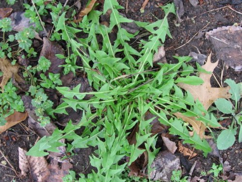 Red Seeded Dandelion (Taraxacum erythrospermum)