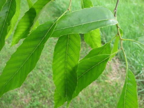 Sawtooth Oak (Quercus acutissima)