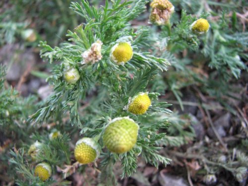 Pineapple Weed (Matricaria discoidea)