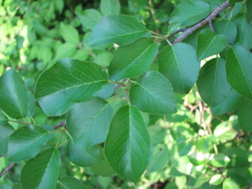 Mahaleb Cherry (Prunus mahaleb)