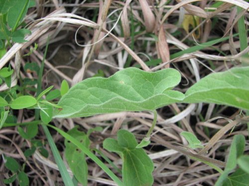 Macoun's Hedge Bindweed (Calystegia macounii)