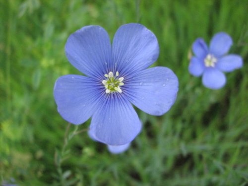 Blue Flax (Linum perenne)