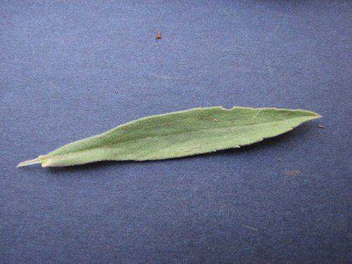 Canada Goldenrod (Solidago canadensis)