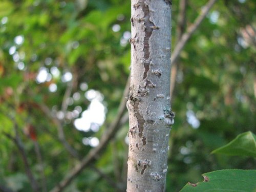 Japanese Tree Lilac (Syringa reticulata)