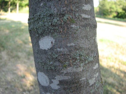 Kentucky Yellowwood (Cladrastis kentukea)