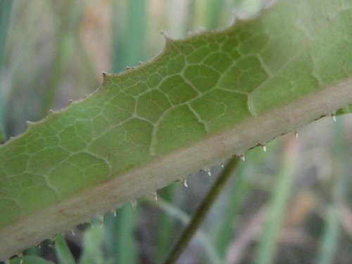 Western Wild Lettuce (Lactuca ludoviciana)