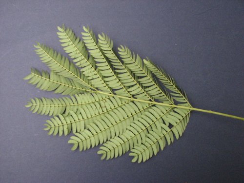 Silktree (Albizia julibrissin)