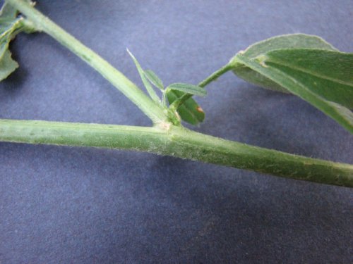 Alfalfa (Medicago sativa)