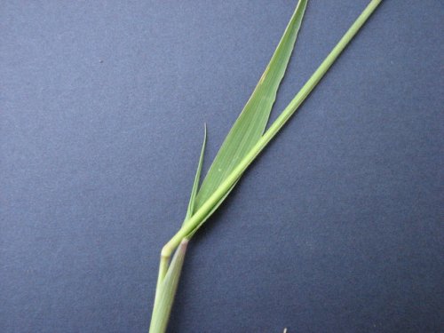 Prairie Cup Grass (Eriochloa contracta)