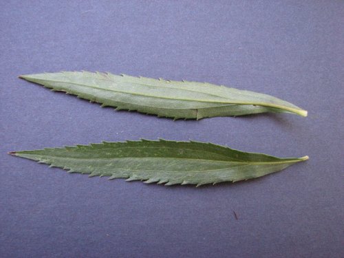 Giant Goldenrod (Solidago gigantea)