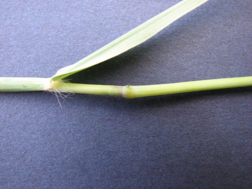 Caucasian Bluestem (Bothriochloa bladhii)