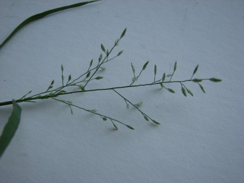 Stinkgrass (Eragrostis cilianensis)