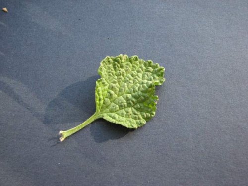 Horehound (Marrubium vulgare)