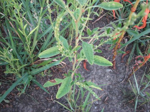 Tall Water Hemp (Amaranthus tuberculatus)