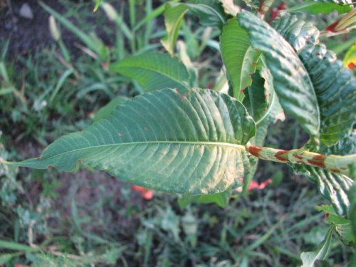 Pale Smartweed (Persicaria lapathifolia)