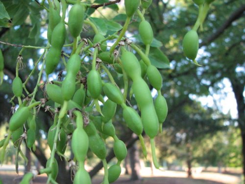 Japanese Pagoda Tree (Styphnolobium japonicum)