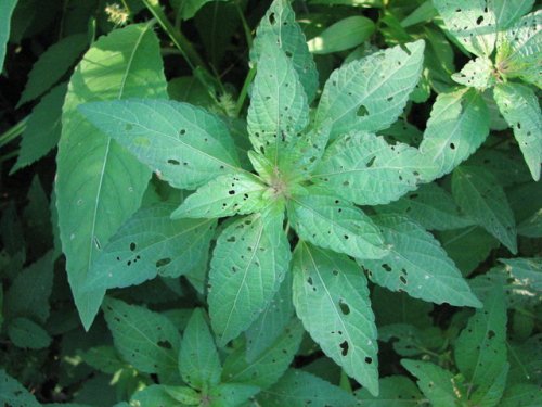 Virginia Copperleaf (Acalypha rhomboidea)