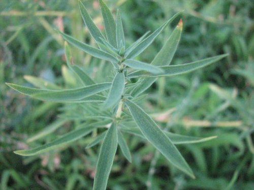 Broom Kochia (Kochia Scoparia)