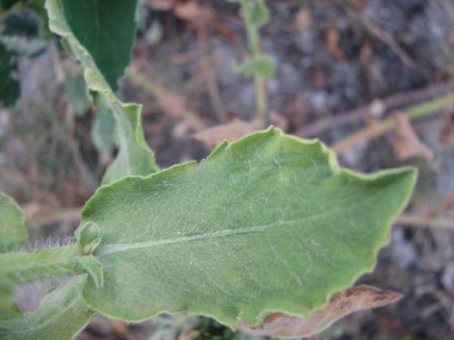 Camphorweed (Heterotheca subaxillaris)