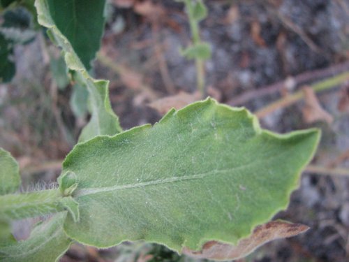 Camphorweed (Heterotheca subaxillaris)