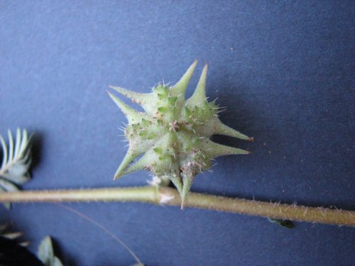 Spreading Puncture Vine (Tribulus terrestris)