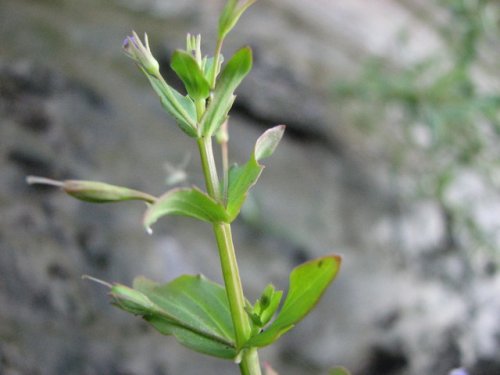 False Pimpernel (Lindernia dubia)