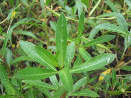 Water Primrose (Ludwigia peploides)