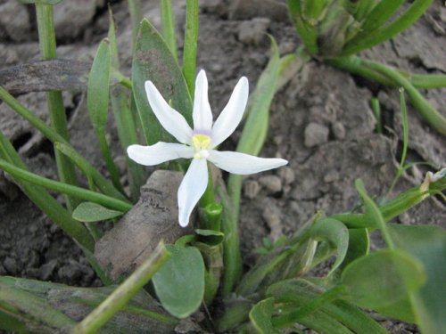 Blue Mud Plantain (Heteranthera limosa)