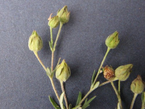 Silver Cinquefoil (Potentilla argentea)