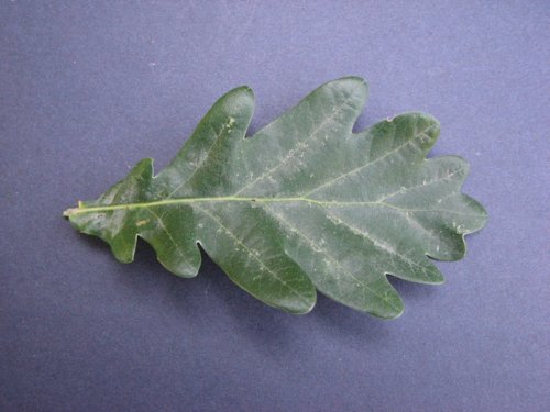 English Oak (Quercus robur)