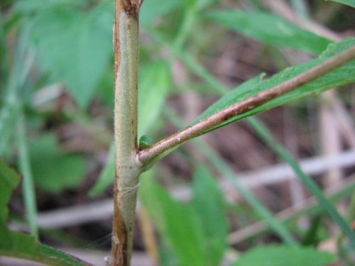 Seedbox (Ludwigia alternifolia)