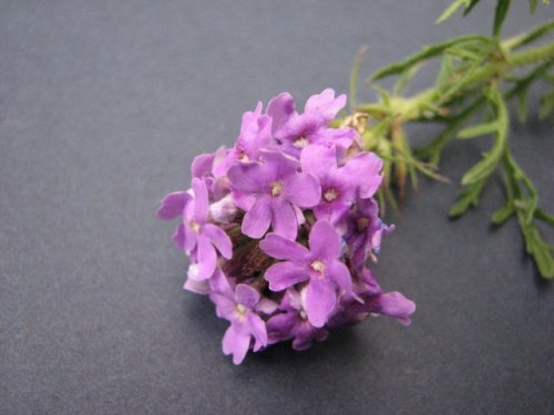 Dakota Verbena (Glandularia bipinnatifida)