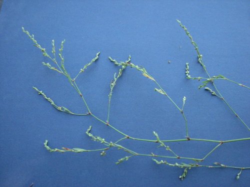 Bushy Knotweed (Polygonum ramosissimum)