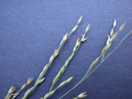 Witchgrass (Panicum dichotomiflorum)