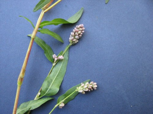 Pink Smart Weed (Persicaria bicornis)