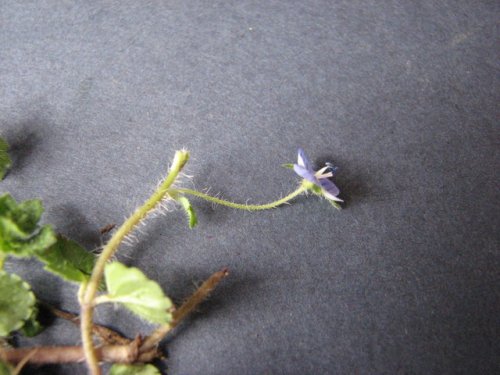 Winter Speedwell (Veronica persica)