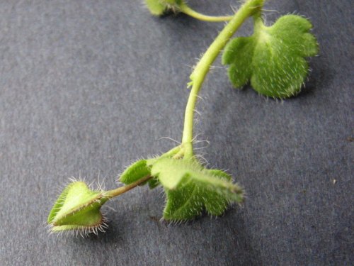 Ivyleaf Speedwell (Veronica hederifolia)