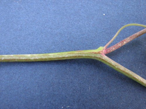 Pale Fumewort (Corydalis flavula)