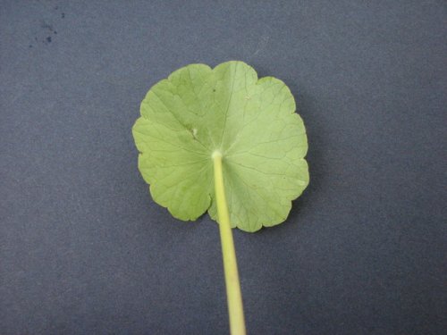 Floating Pennyroyal (Hydrocotyle ranunculoides)