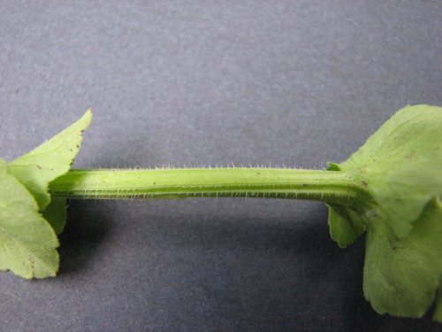 Clasping Leaf Venus' Looking G (Triodanis perfoliata)