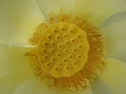 American Lotus (Nelumbo lutea)