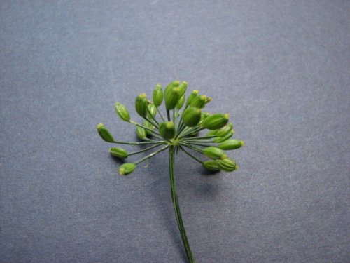 Dill (Anethum graveolens)