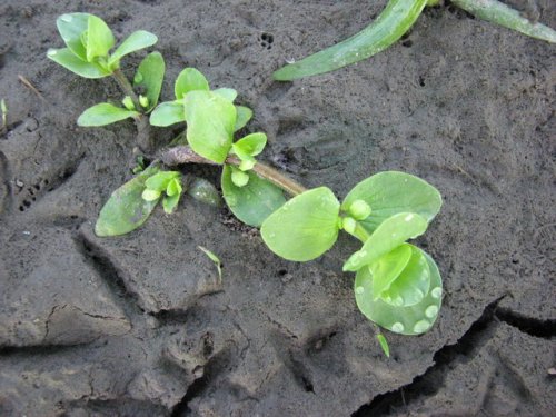 Disk Leaf Water Hyssop (Bacopa rotundifolia)