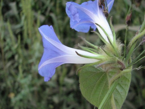 Ivy Leaf Morning Glory (Ipomoea hederacea)