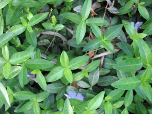 Lesser Periwinkle (Vinca minor)