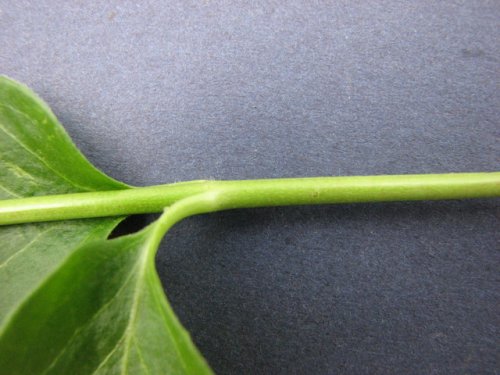 Greater Periwinkle (Vinca major)