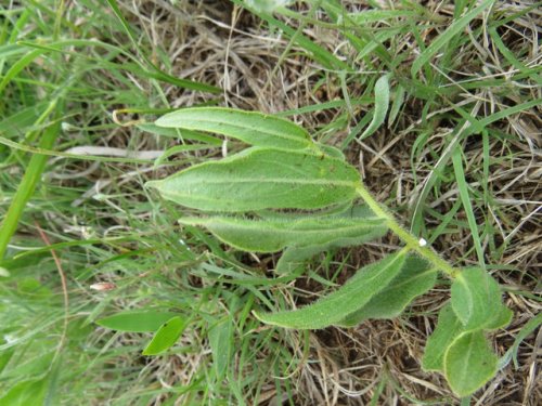 Woolly Milkweed (Asclepias lanuginosa)